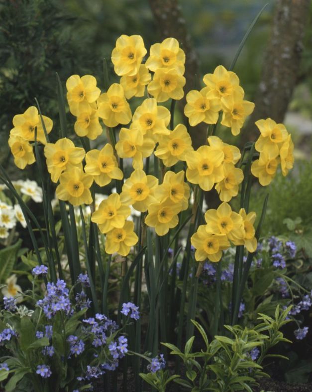 Narcis Kokopelli